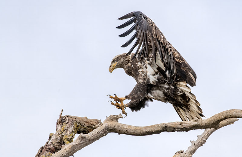 Juvenile bald eagle landing